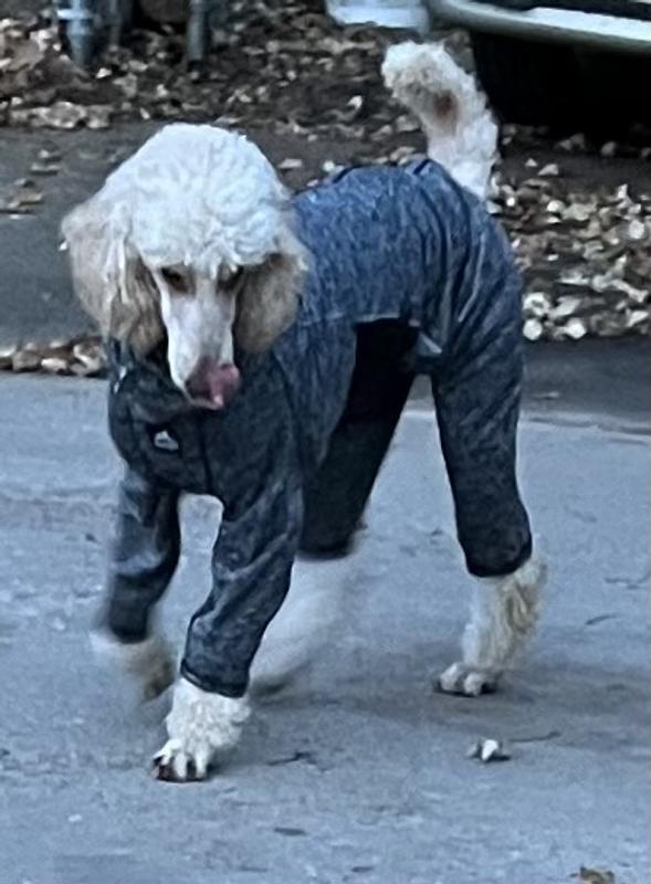 My dog wearing size large . Standard poodle