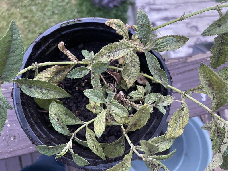 It has lost all of its leaves now and it’s been two weeks. Hoping it survives.