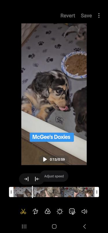 Dapple female doxie pup