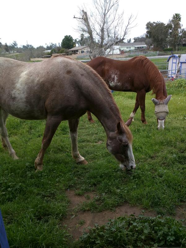 Happy horses healthy horses