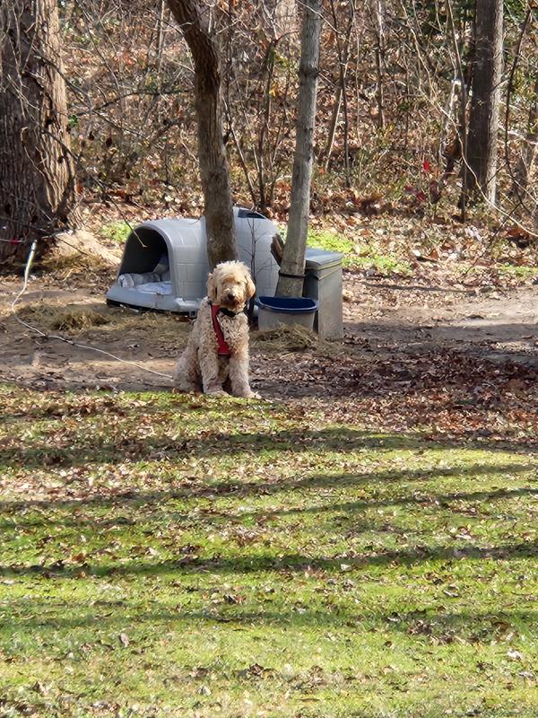 Petsense clearance dog house