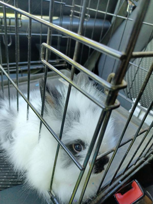 On his way to his new home. He has a big beautiful cage now.