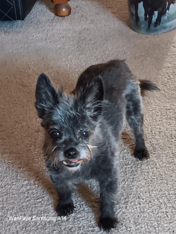 15 year old Jack Russell/Pomeranian mix...Dougal