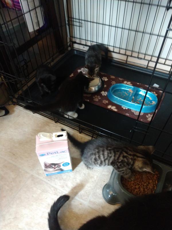 Mama & 4 healthy 6-7wk old kittens