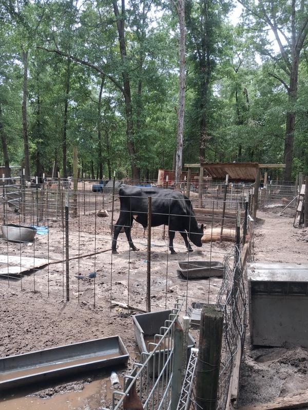 my all stock feeds a lot of different stock. cows,goats donkeys pigs