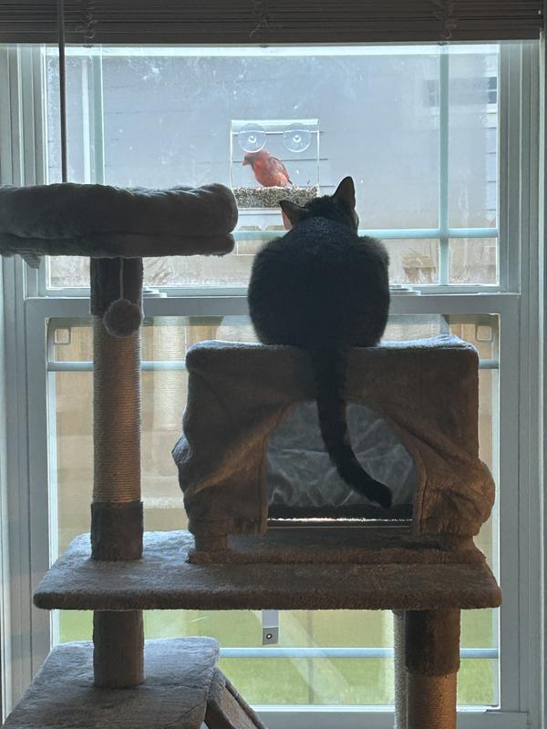 Elevated Beds are too small. Borrowed a bigger one.