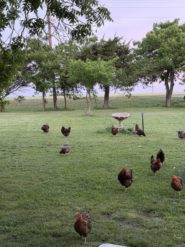 Chickens