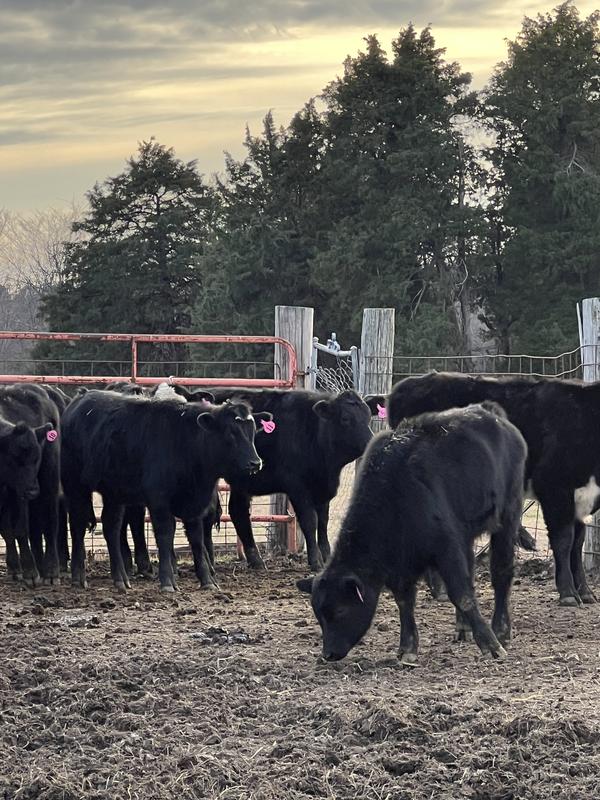 Freshly worked cattle