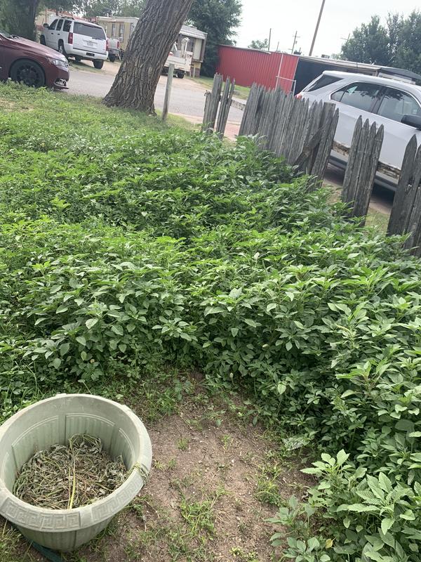 My front yard before no weeds just dirt