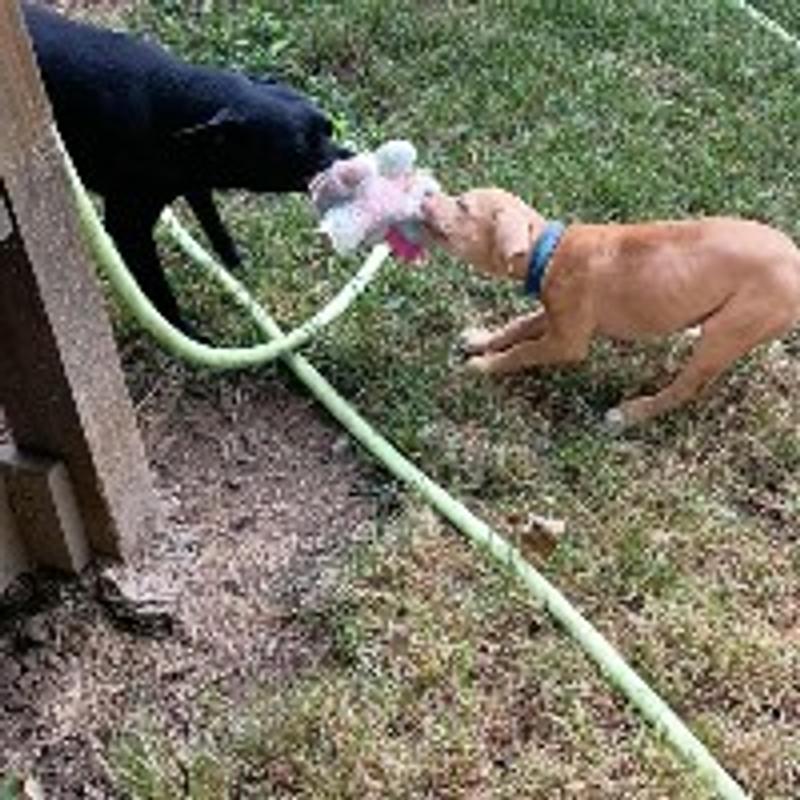 Holds his own in tug of war