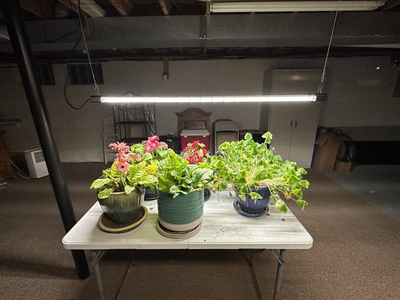 Plants under strip light
