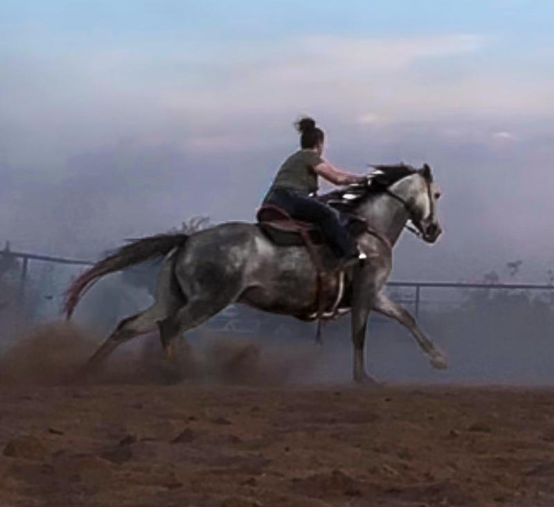 my fire breathing dragon of a gray mare