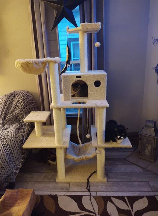 Two of my five cats :)