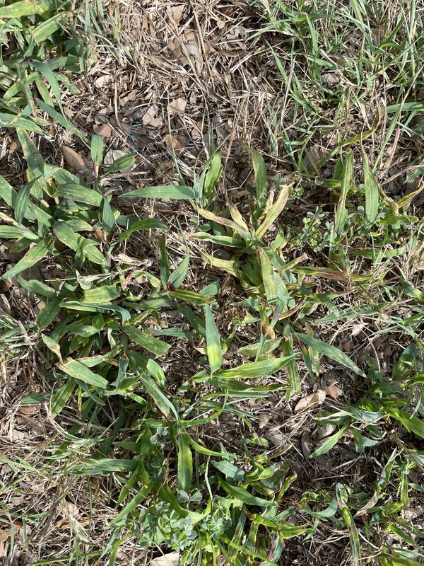 Treated crabgrass showing effects of treatment