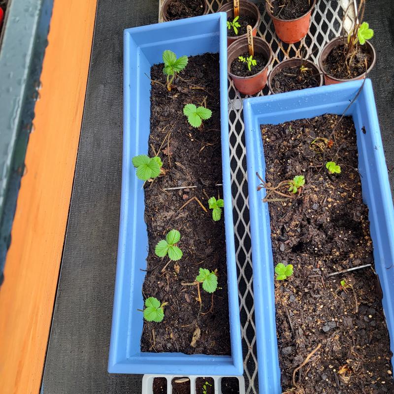 2 weeks after planting bareroot strawberry with berrytone, rich soil mixed with sand and dried grass cuttings.