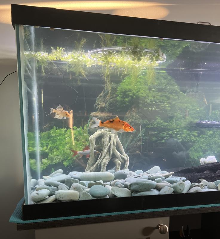 My Koi Tank