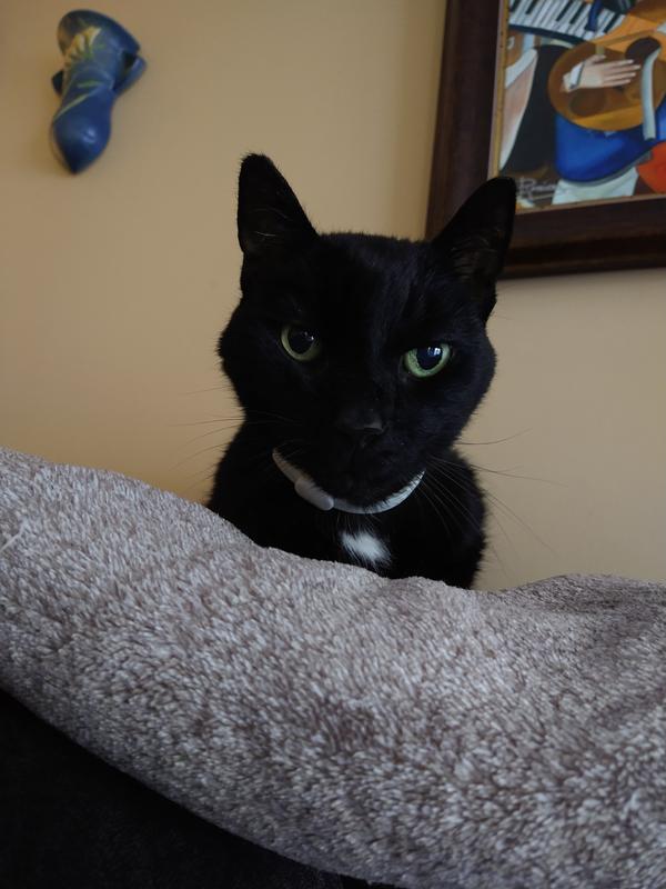 Rocky with his calming collar