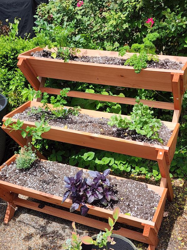 3 types of parsley used for different recipes, cilantro, blue thyme, royal purple basil. New 3 level kitchen herb garden add-on.