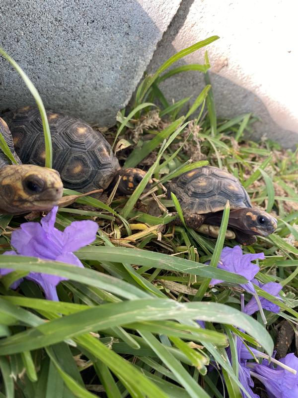 Waiting for their Mazuri LS Tortoise diet
