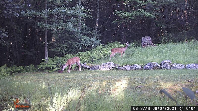 Deer in forage plot feasting