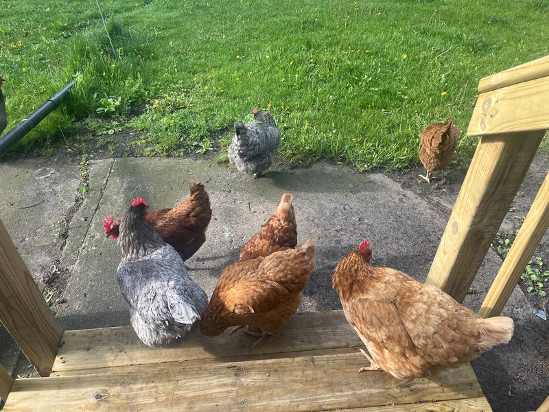 The girls