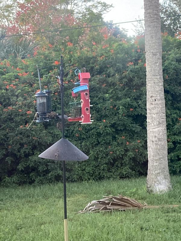 Birds eat most of the seeds!