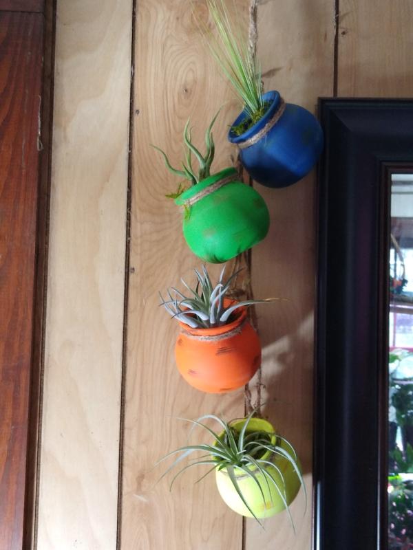 Planted air plants