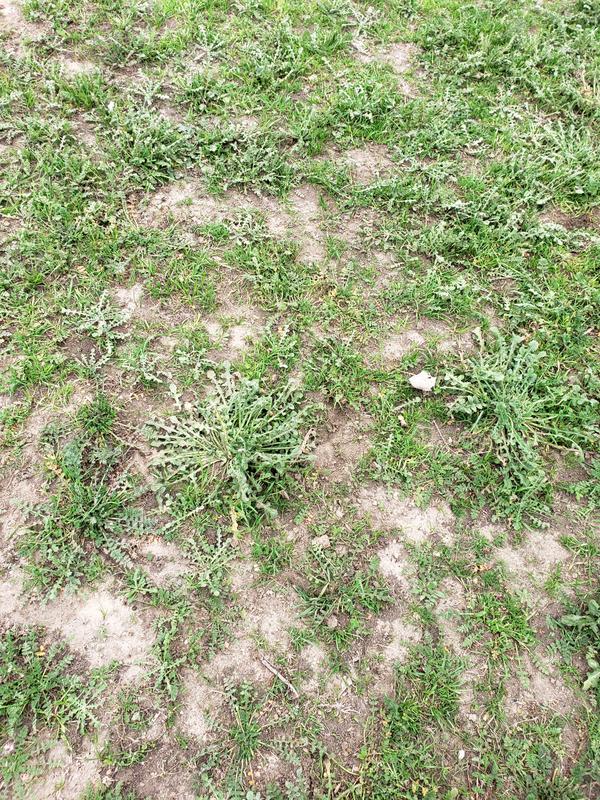 All I got was weeds.