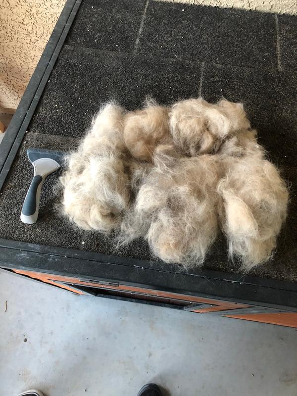 Only the first round of brushing, had to take a break