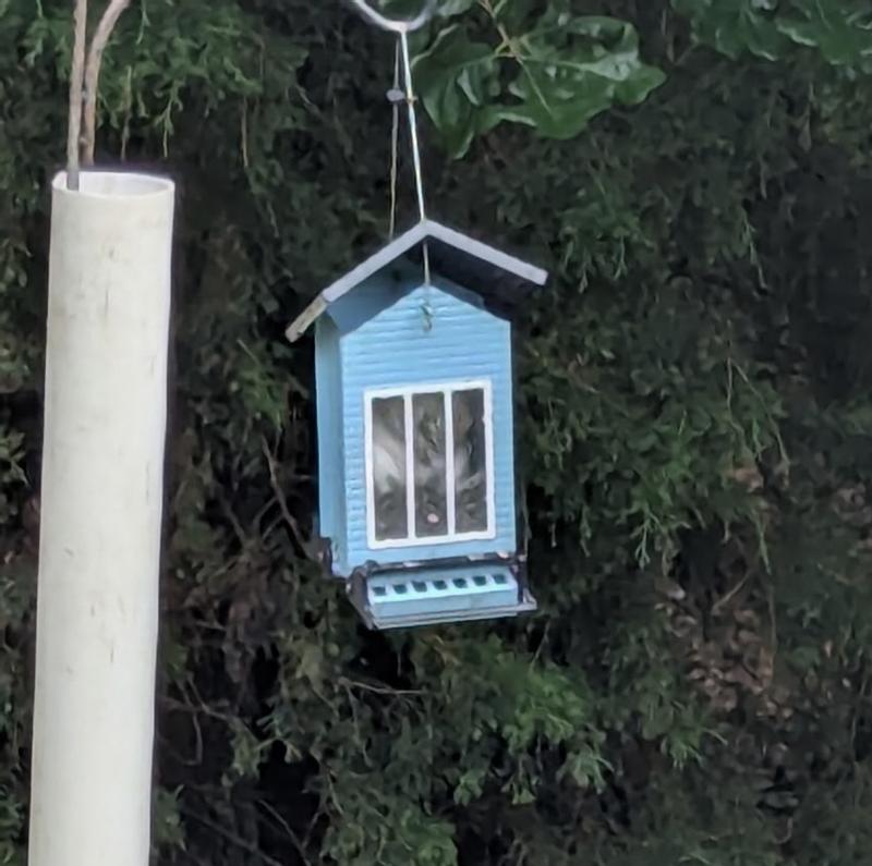 Squirrel setting up house