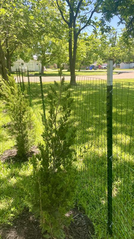 Green fencing will blend well with the trees