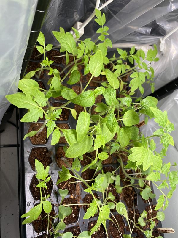 Picture of my other seedlings using a DIFFERENT brand of soil. As you can see absolutely thriving. It’s definitely something with the soil