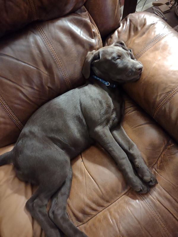 Piper, Bella & Monkee