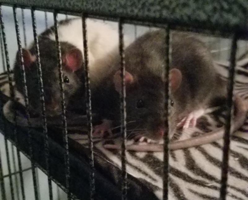 Hennessy and Jäger on the top shelf.