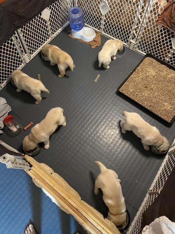 Puppies prepping their next deposit for the litter tray!