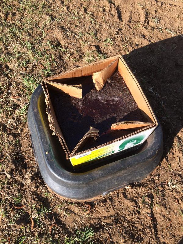 but they liked the card board