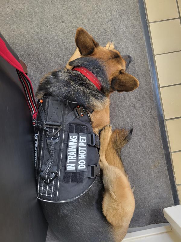 Note position of harness attachment point. Notice where the collar is.