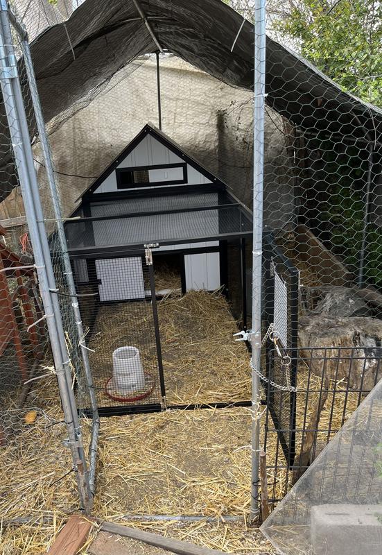 Chicken coop inside existing run area.