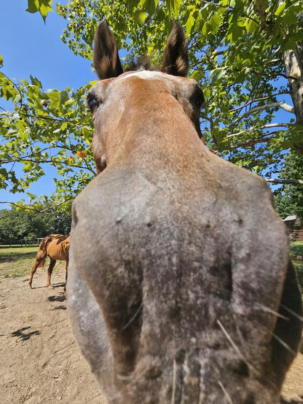 Dont have pictures of product but the horses love it