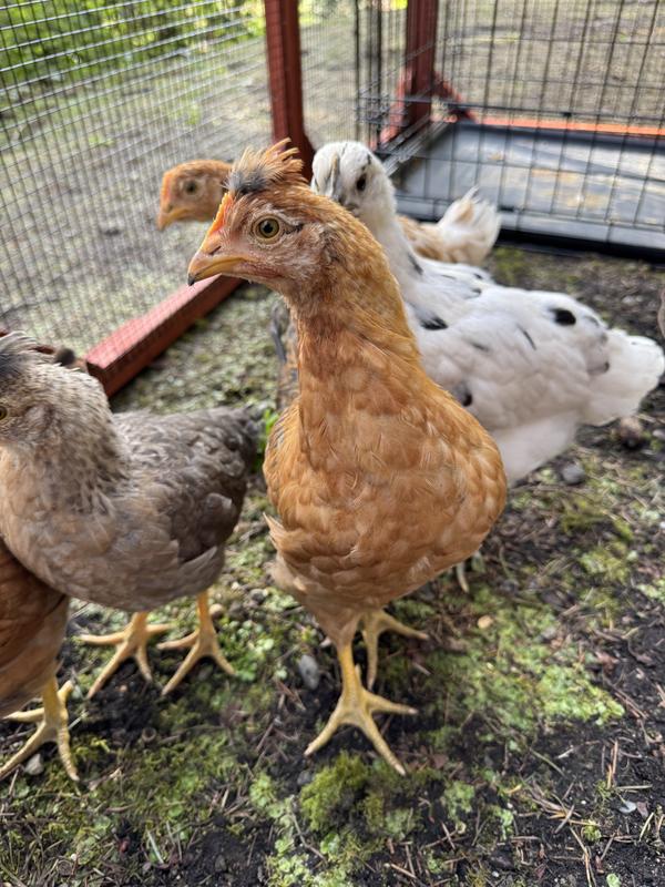 Six week girls in the coop, Smokey pearls (white & black) are not included in the Hoovers assorted egg color production pack, but the other visible chicks are from this order.
