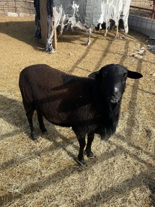 Polled black hair for hot climates ram