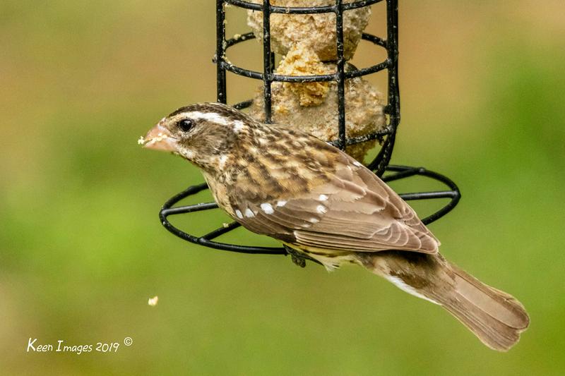 Female Rose-breasted Grosbeak