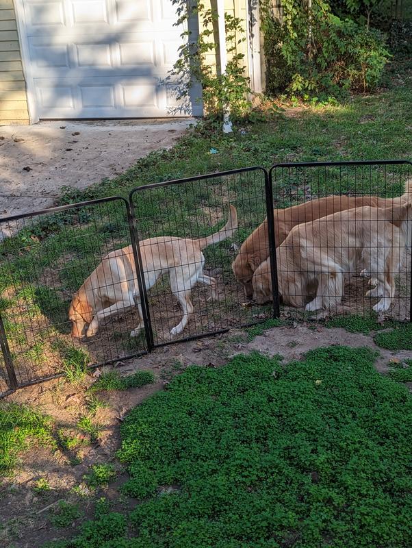 Clover in fenced area covering well.