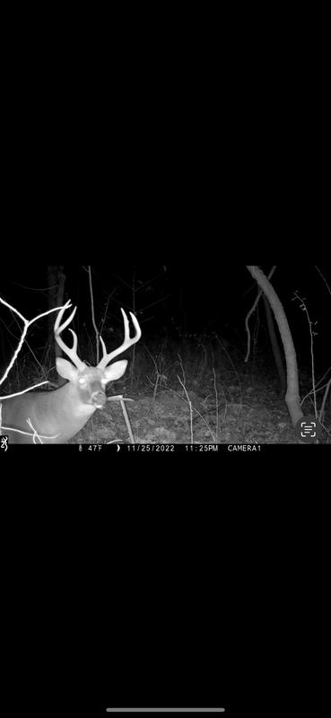 Best deer attractant