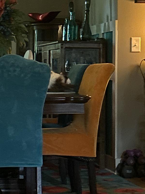 2 of my 13 cats.  Most are outside.  4 go in and out.