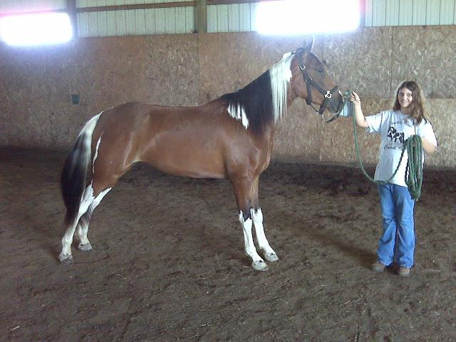 The Players Comanche, Spotted Saddle Horse
