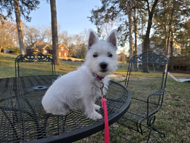 Our Westie at 13 weeks
