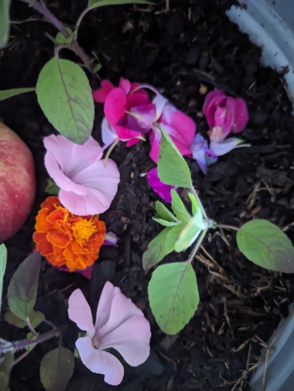 Compost making from tumbler