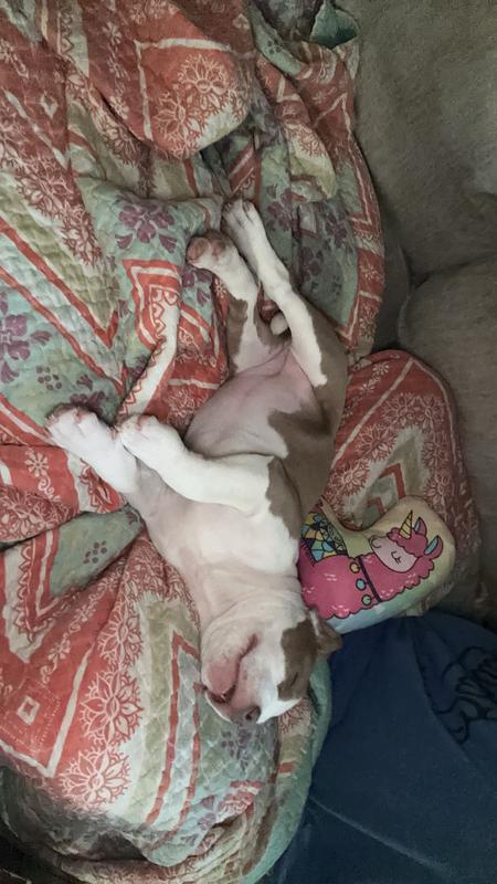 She even sleeps with it!