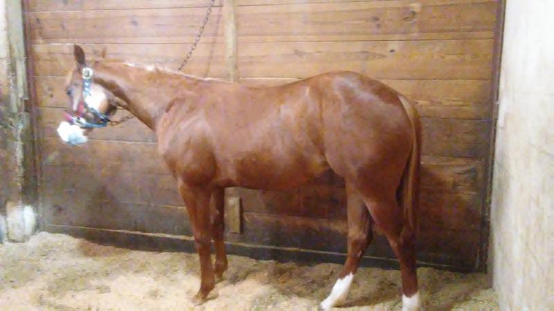 2 yr old and Yearling - Body by Excel EQ Oil